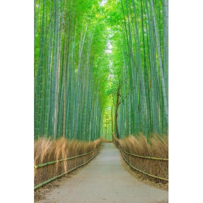 Orman Yolu 3 Boyutlu Duvar Kağıdı 