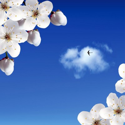Gökyüzünde Uçan Kuş Ve Beyaz Çiçekler 3 Boyutlu Duvar Kağıdı 