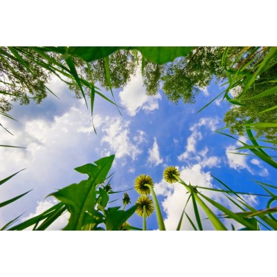 Yerden Bakış Çiçekler Ve Gökyüzü 3 Boyutlu Duvar Kağıdı