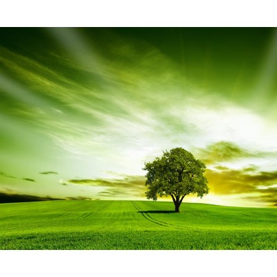 Gün Batımı Yeşillikli Tek Ağaç 3 Boyutlu Duvar Kağıdı 