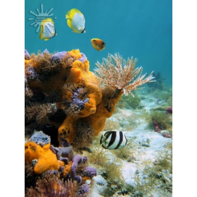 Deniz Akvaryum Posterleri Deniz-181