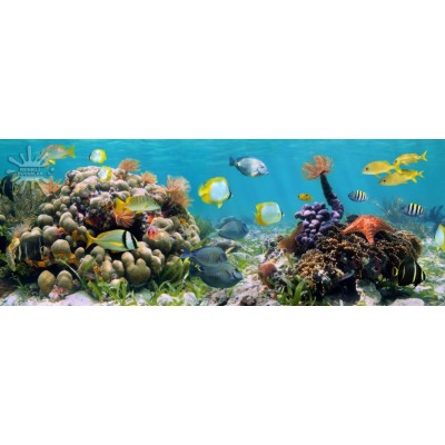 Deniz Akvaryum Posterleri Deniz-186